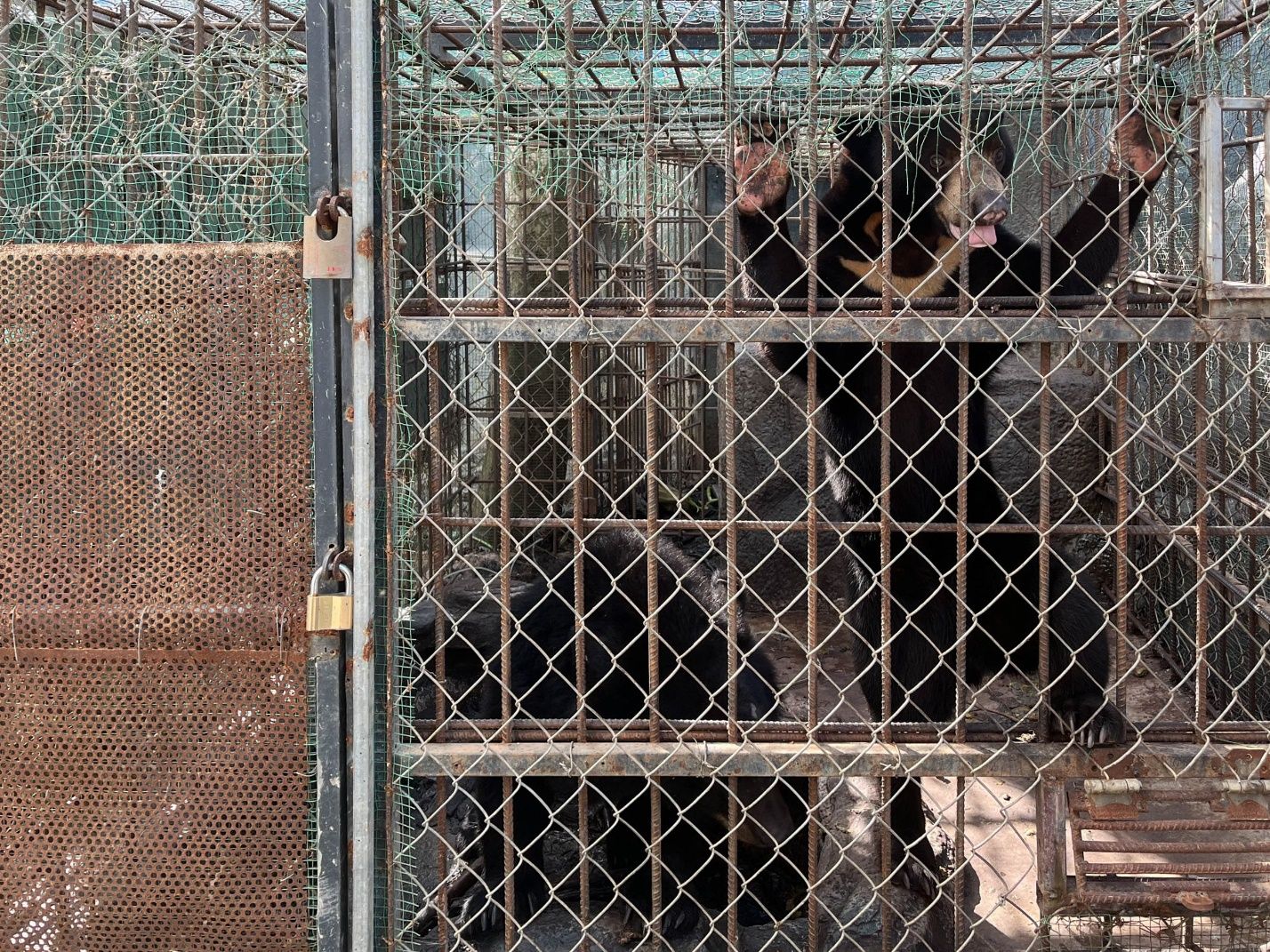 A bear in a cage Description automatically generated with low confidence