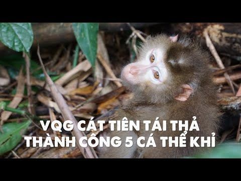 TÁI THẢ KHỈ TẠI VQG CÁT TIÊN | Monkey rewilding in Cat Tien national park