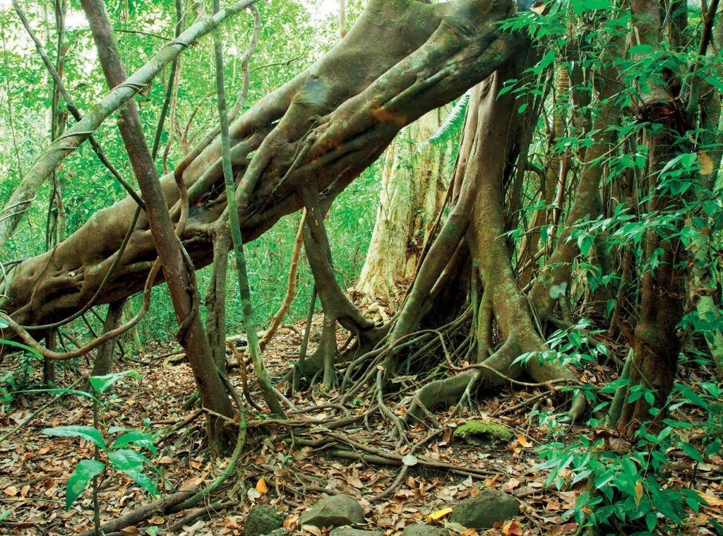 tự nhiên cây cổ thụ lớn trong rừng