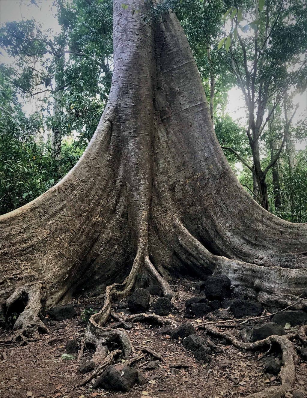 tự nhiên cây Tung 400 năm tuổi