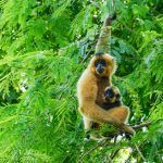 Yellow-cheeked black gibbon in Cat Tien National Park