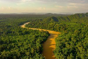 A river running through a forest Description automatically generated with low confidence